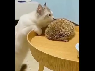 cat and hedgehog