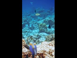 acanthurus leucosternon by moodhumeehaa/biology